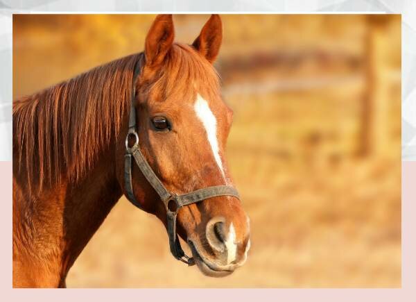 10 Interesting Horse Facts