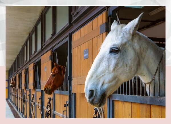 Horse Stable Types