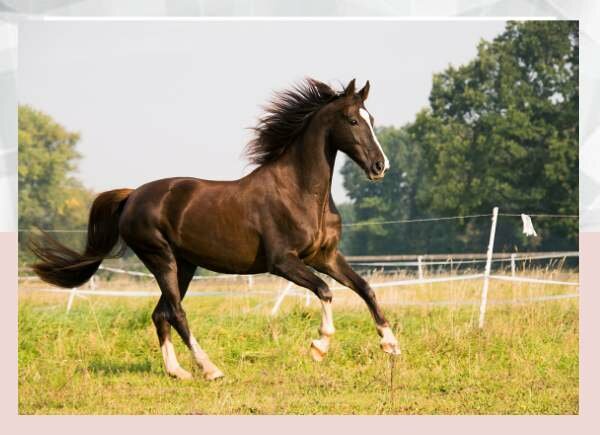 The Worlds Top 10 Horse Breeds